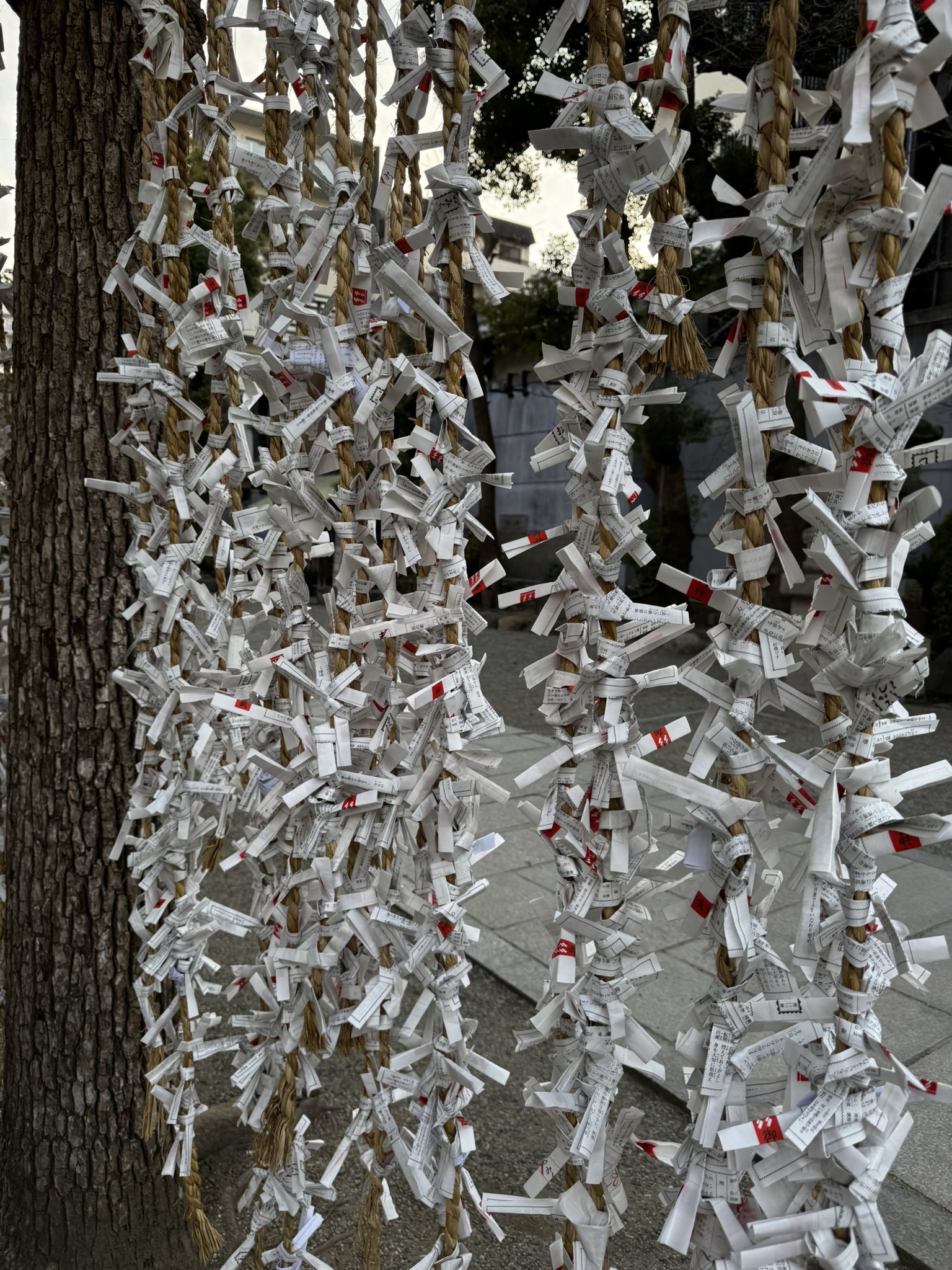 Omikuji fortune papers tied at Namba Yasaka Shrine