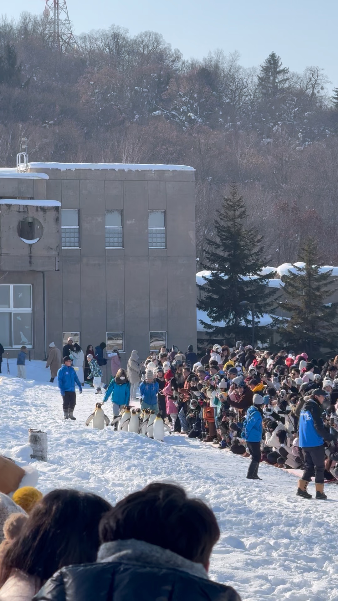 Penguin walk with a large crowd watching at Asahiyama Zoo