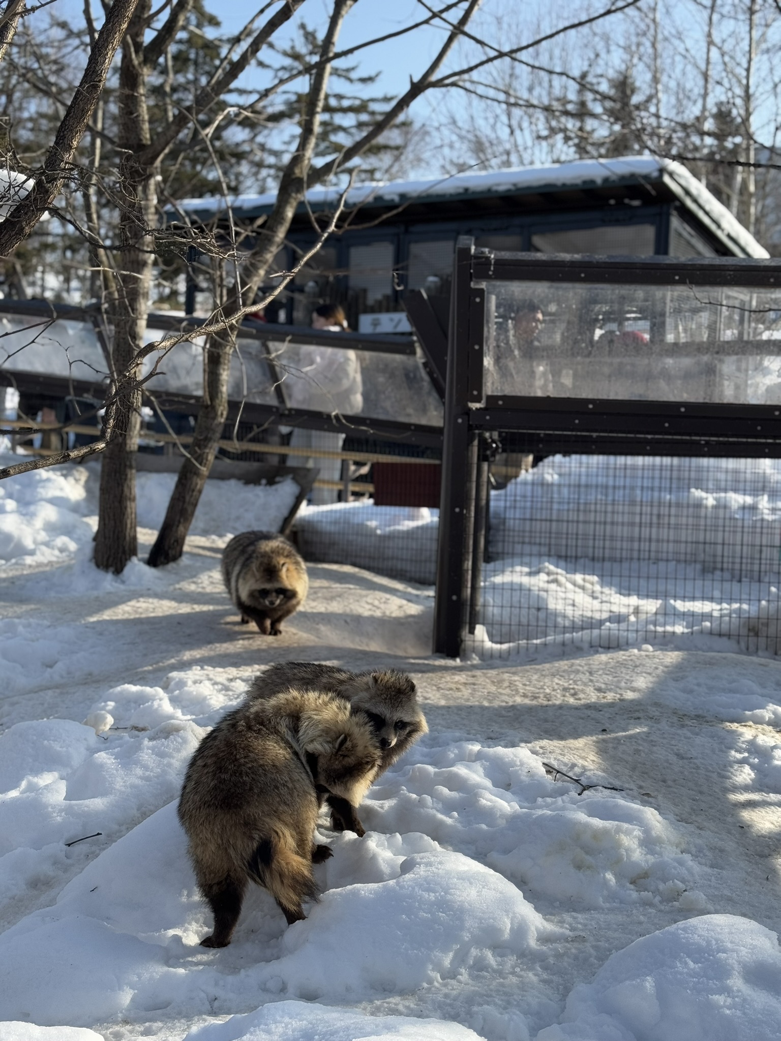 Tanuki walking through snow at Asahiyama Zoo