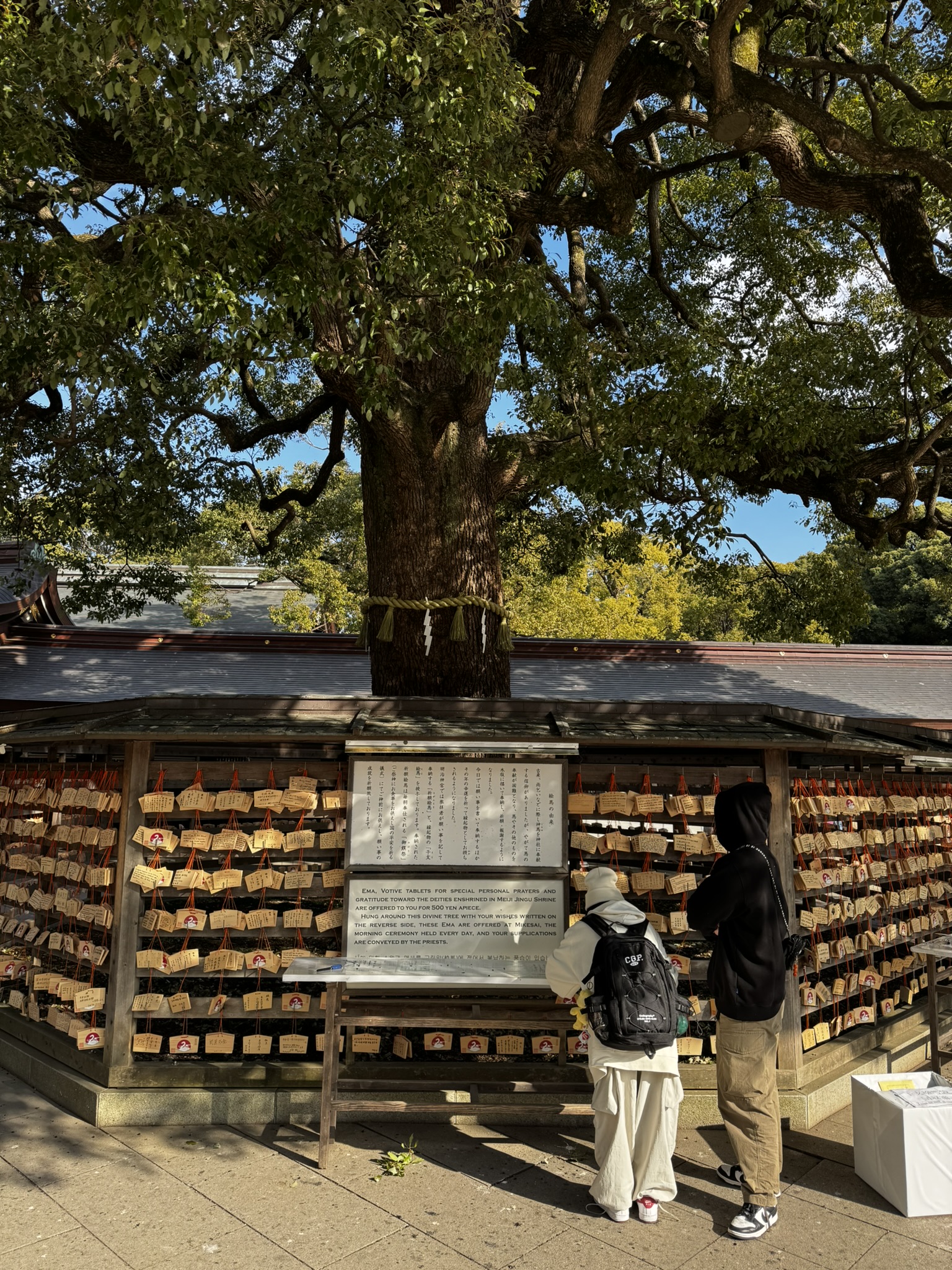 Large sacred tree at Meiji Jingu surrounded by ema prayer tablets