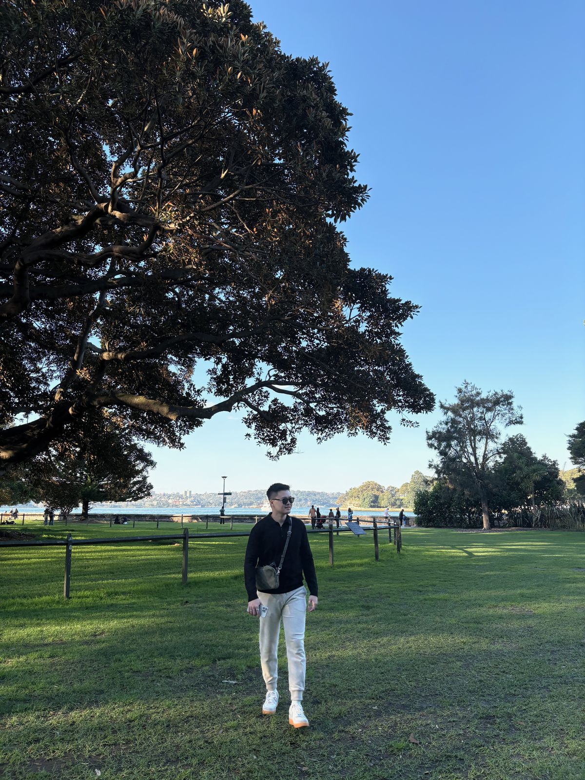 Wide lawn and large spreading tree in the Royal Botanic Garden, Sydney
