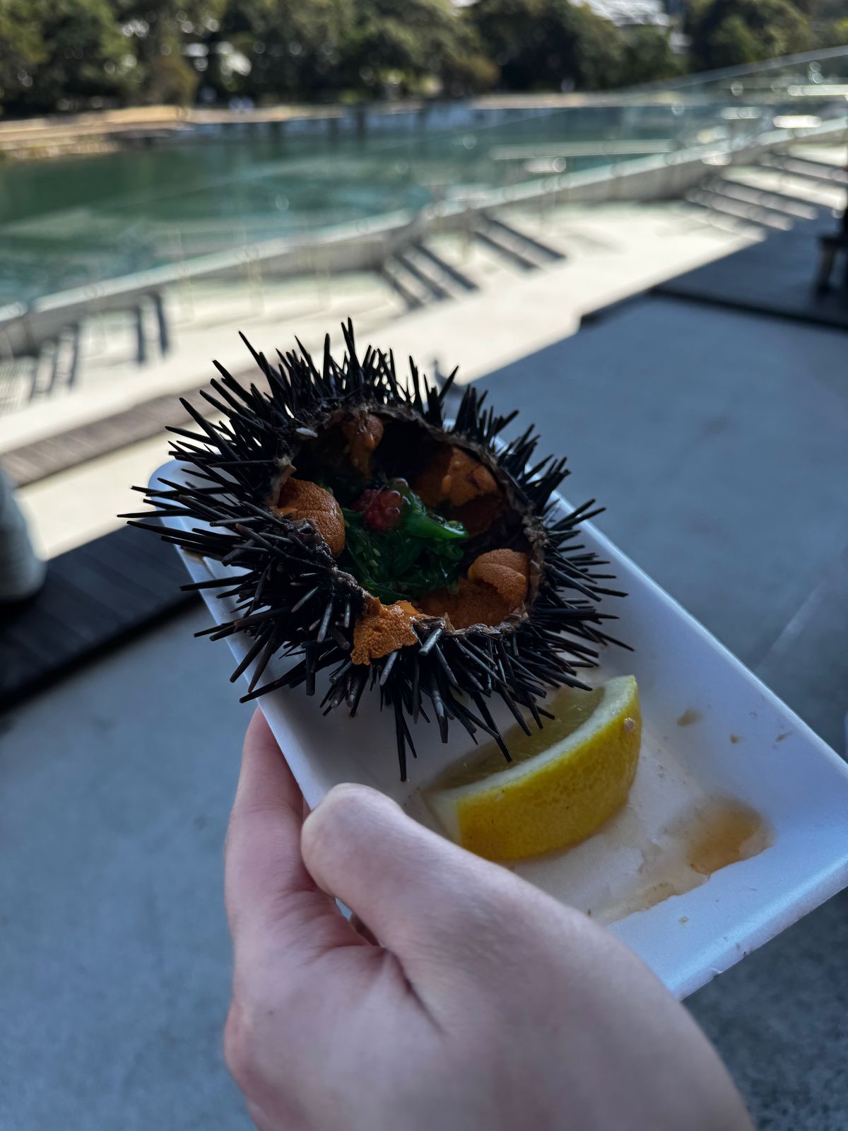 A whole sea urchin held up over the water at Sydney Fish Market