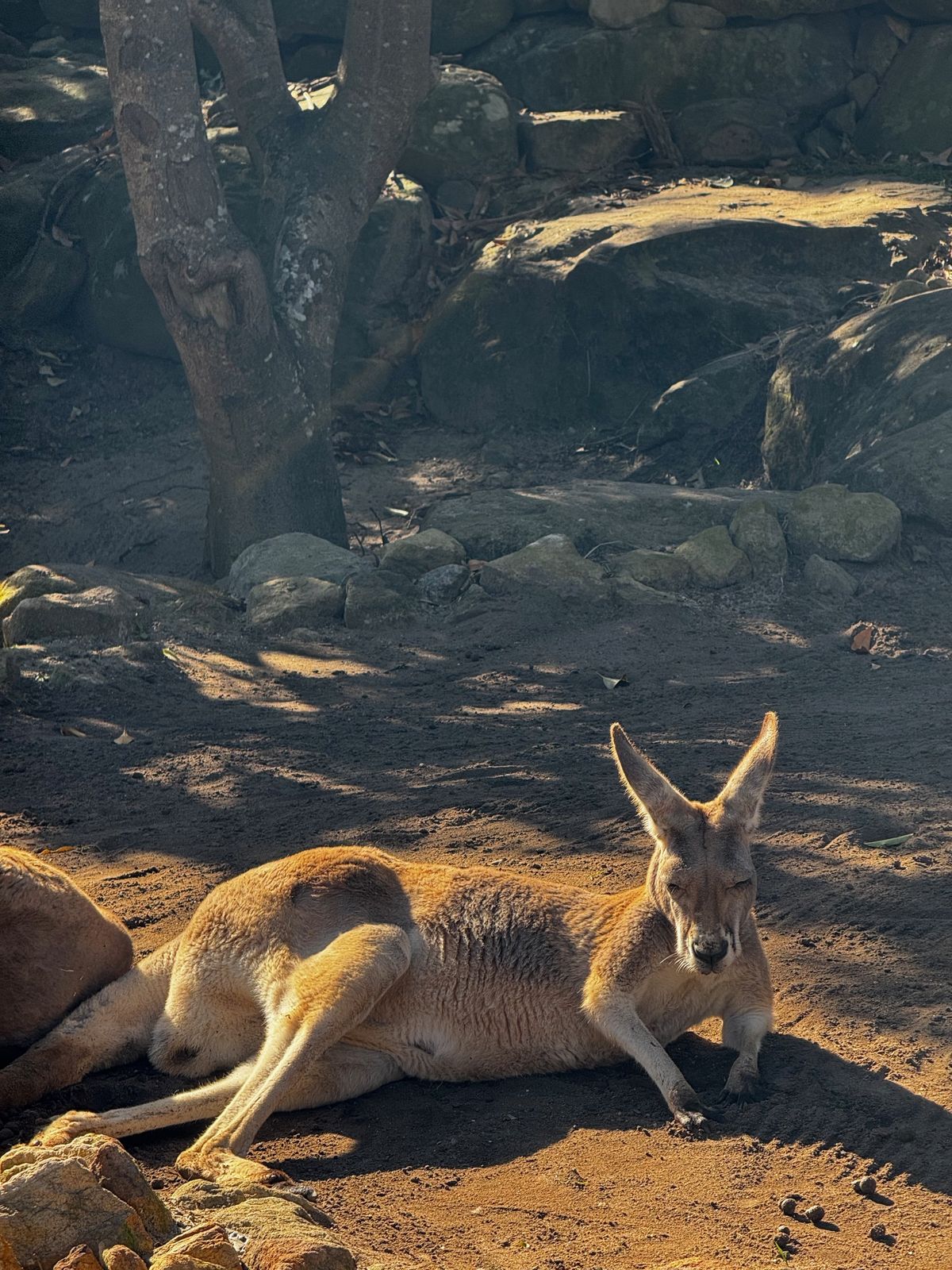 Kangaroo lying on its side in the sun on dry ground