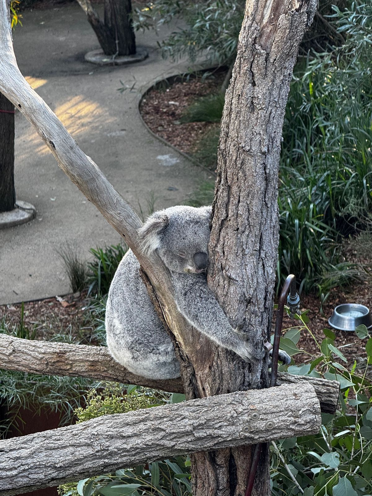 Koala asleep in the fork of a tree branch