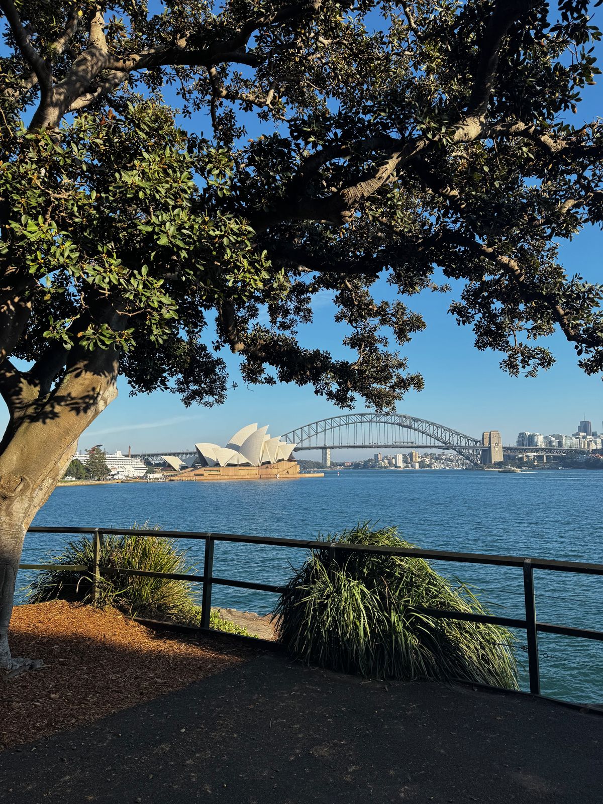 Sydney Opera House and the Harbour Bridge seen through overhanging trees from the Royal Botanic Garden